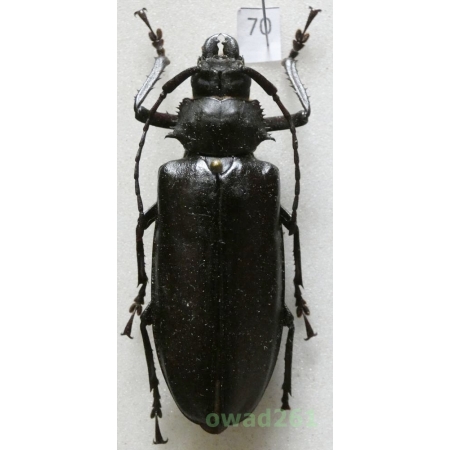 Rhaphipodus bonni Nonfried, 1894 55mm Indonesia, Java70